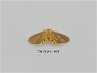 藏品(夜蛾4)的圖片